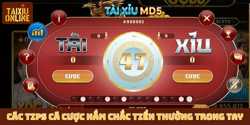 Các tips chơi cá cược nắm chắc tiền thưởng trong tay Các tips chơi cá cược nắm chắc tiền thưởng trong tay